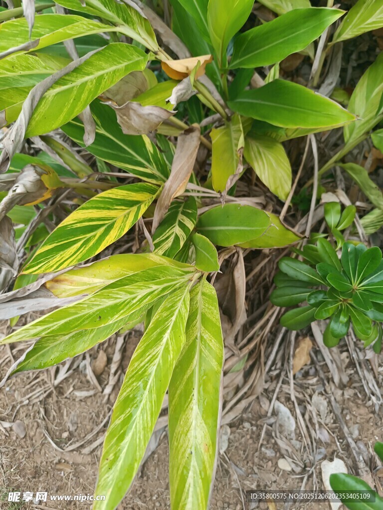 翠绿斑斓的植物叶片