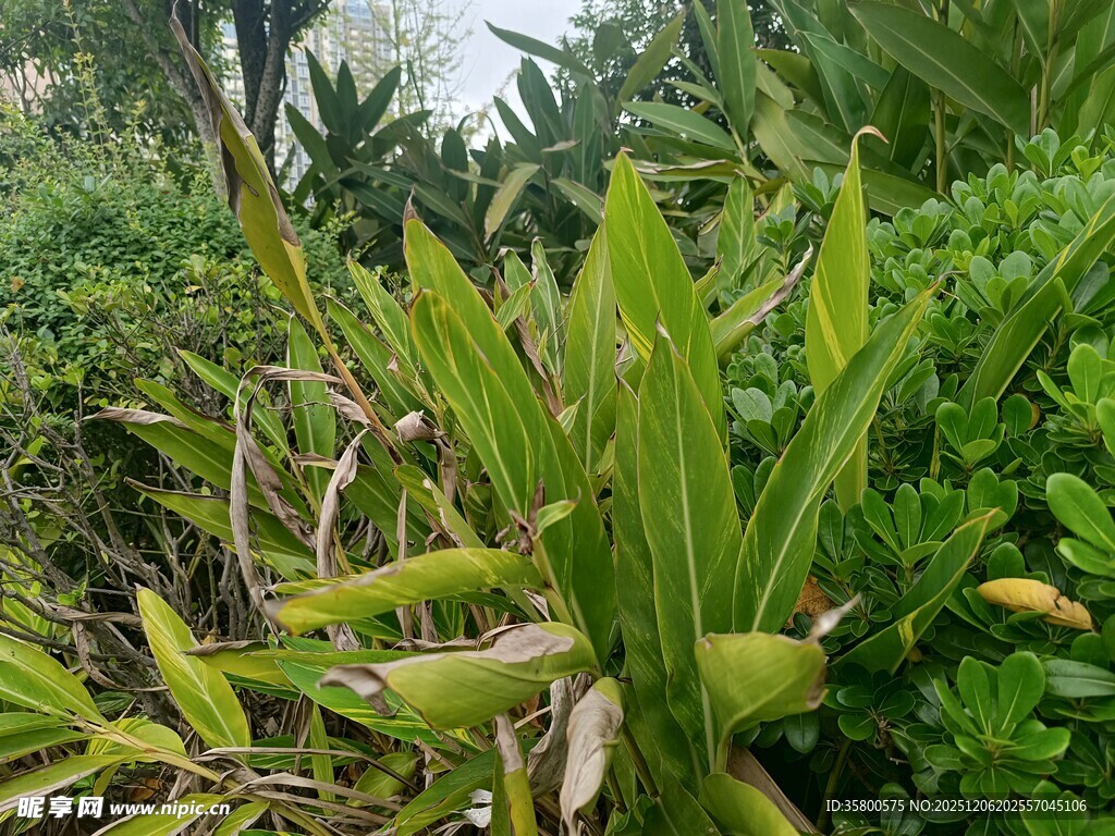 翠绿繁茂的热带植物景观