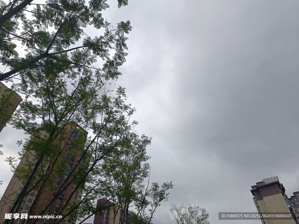 阴天中的树木与建筑物