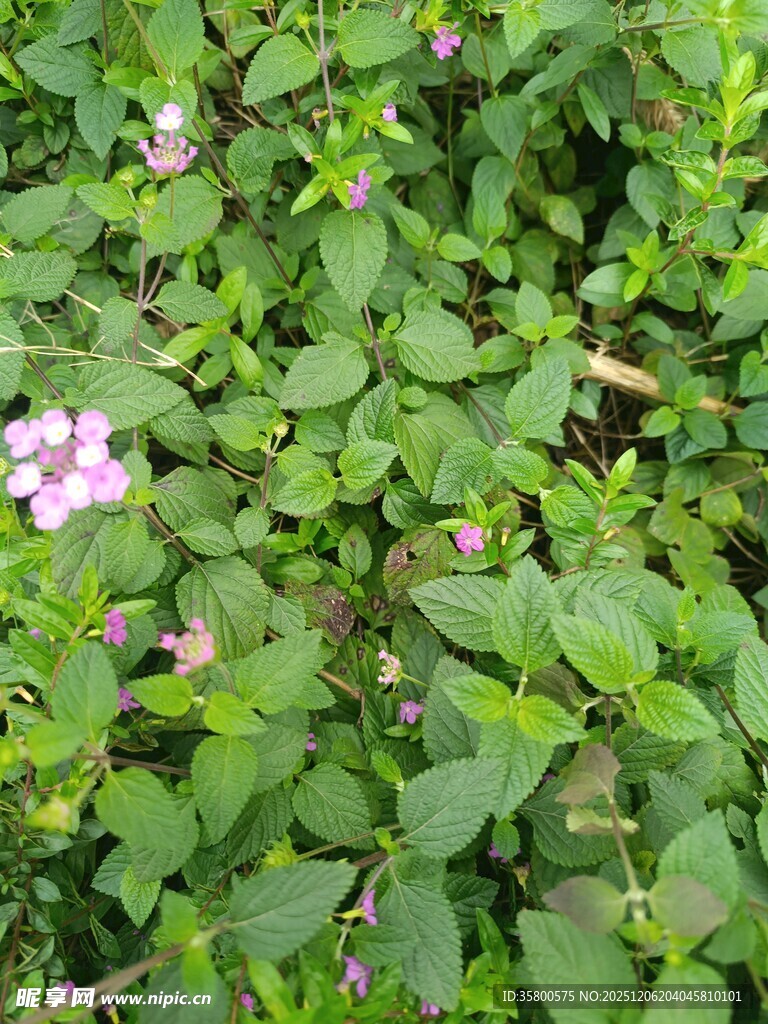 绿叶丛中的粉嫩小花