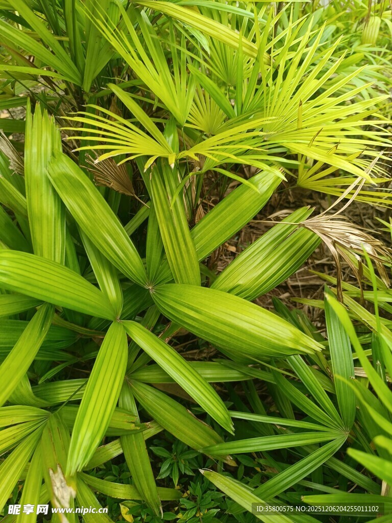 翠绿生机的热带植物叶片