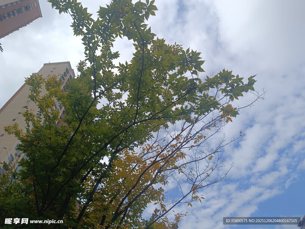 蓝天绿树间的清新景致