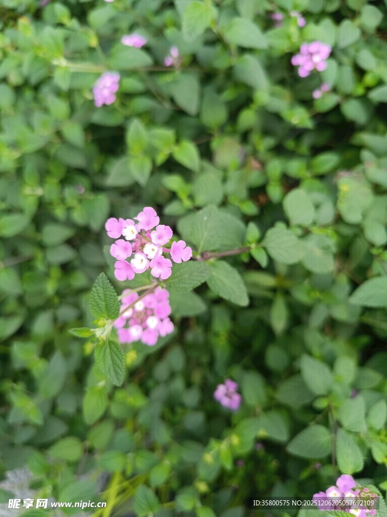 绿叶丛中的粉色小花