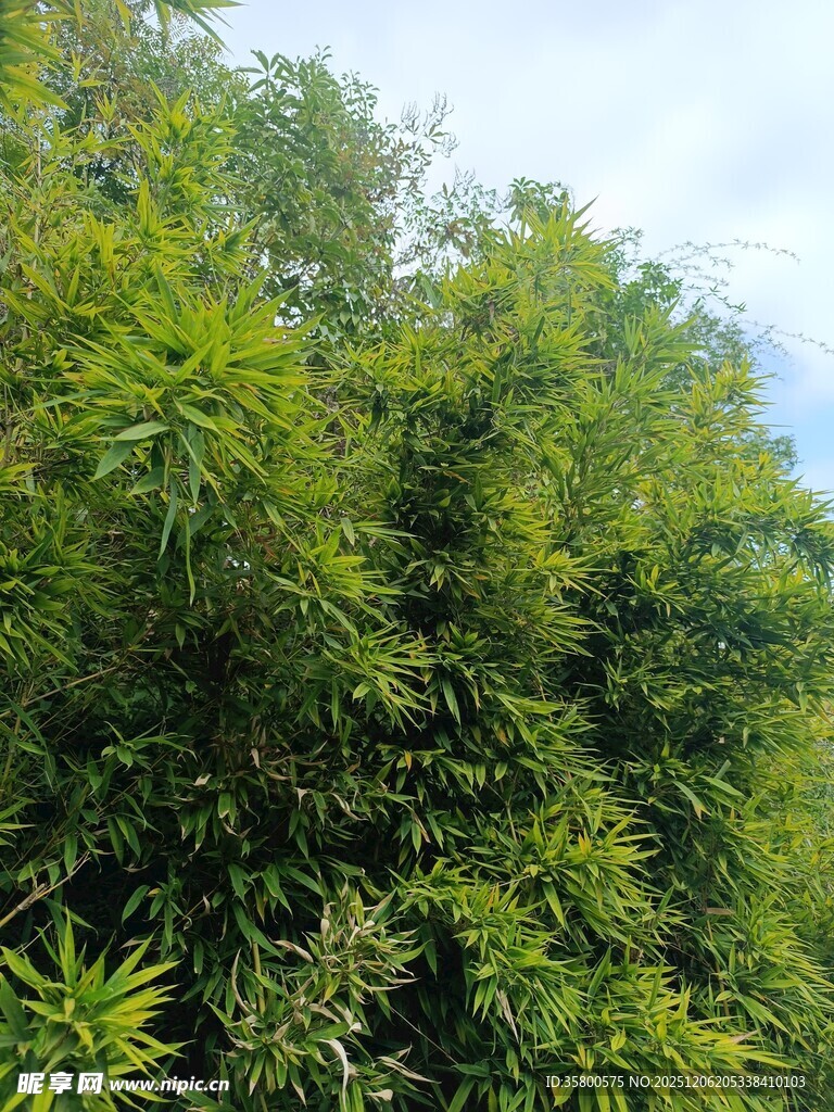 翠绿竹林景致