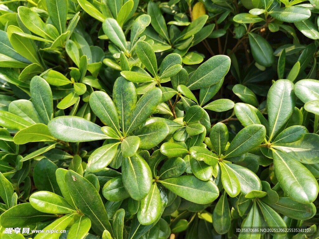 翠绿繁茂的绿叶植物