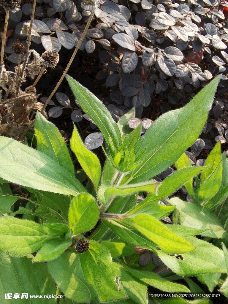 嫩绿植物生机盎然