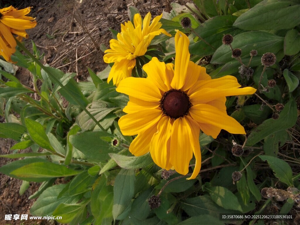 黄色黑心菊绽放于绿叶间