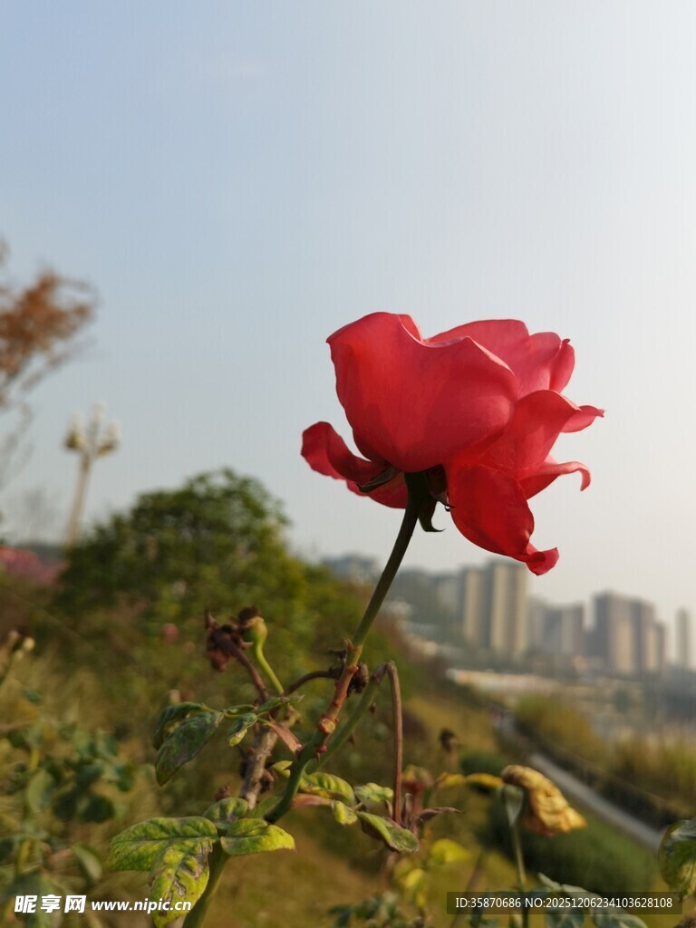 娇艳红玫瑰于城市背景中