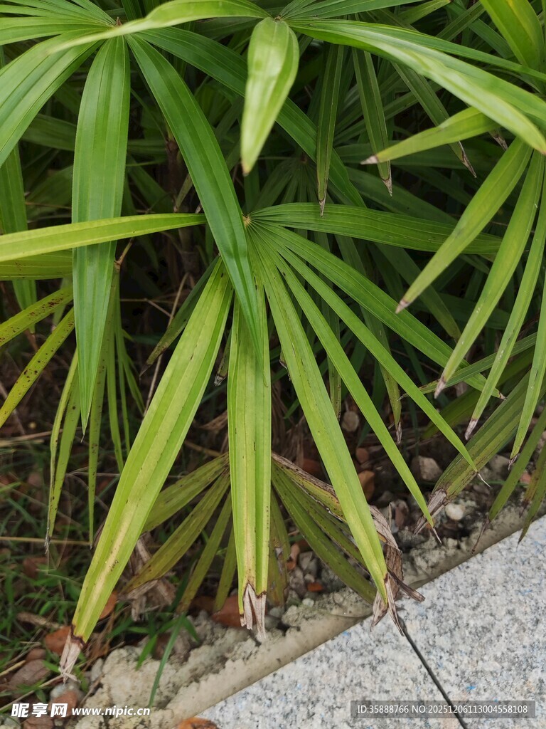 翠绿棕竹叶片特写