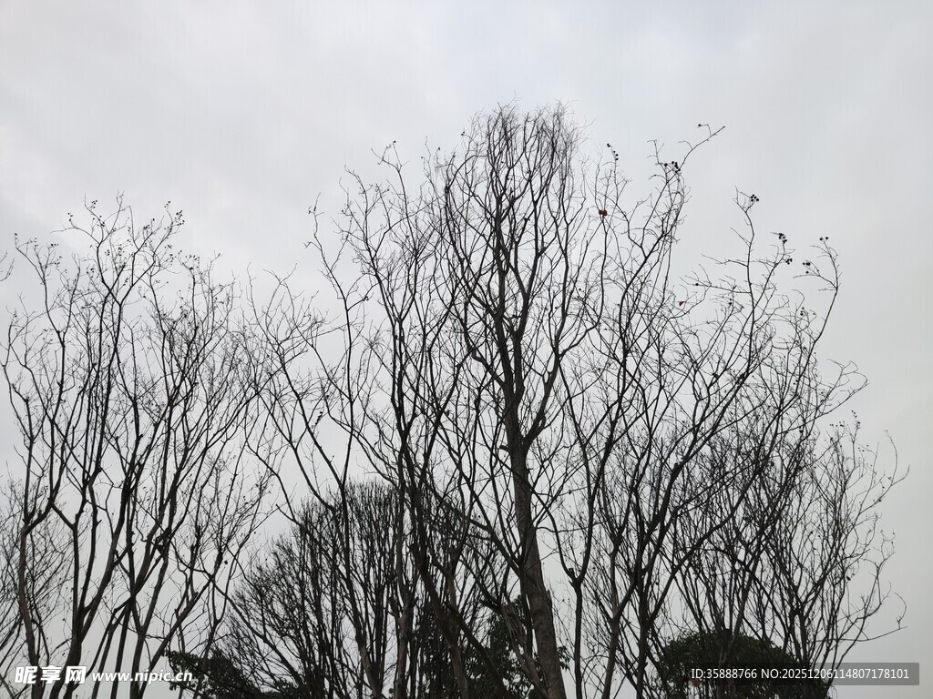 冬日枯树景象