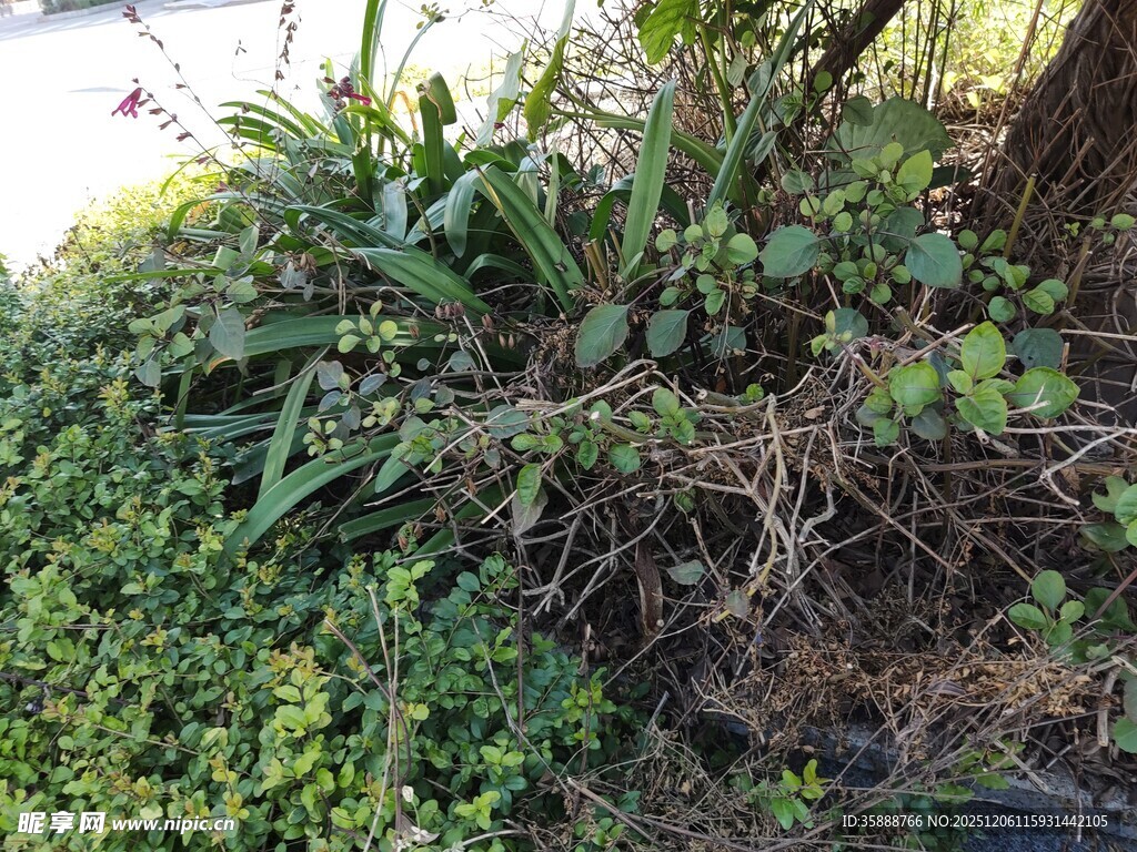 树下繁茂绿植景观