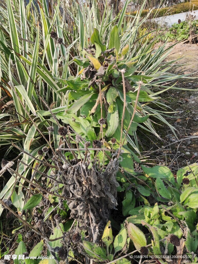 花园中的多样绿植