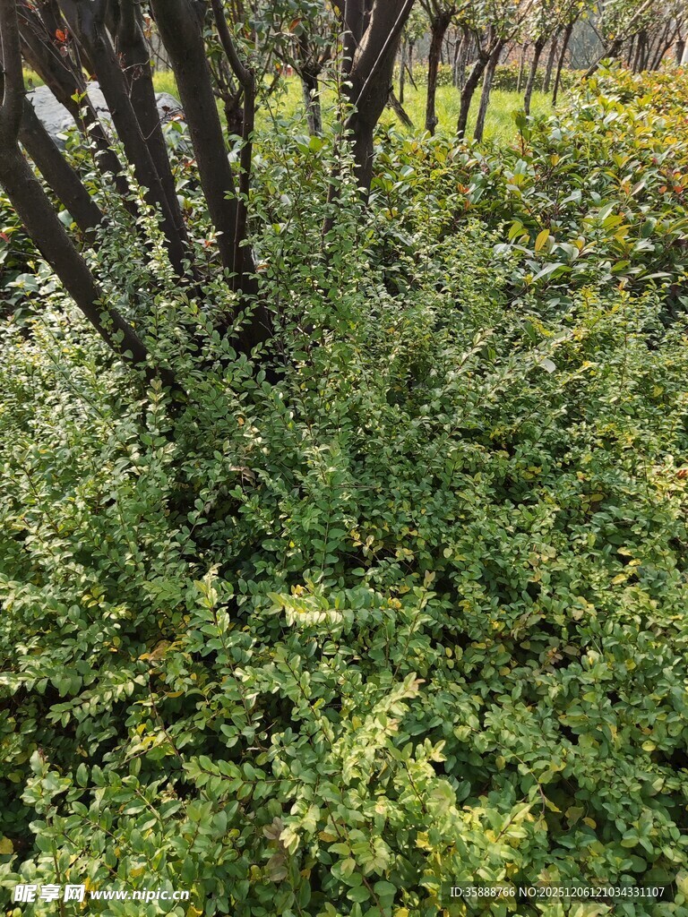 茂密绿植中的繁茂景象