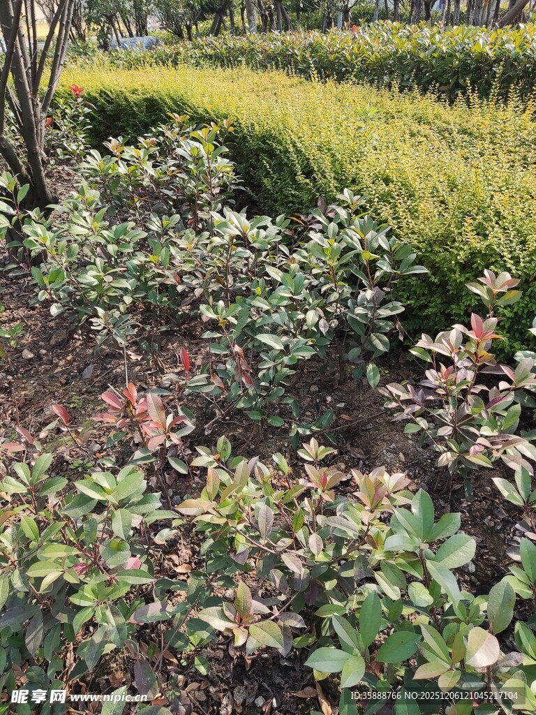 田园间多彩植物景观