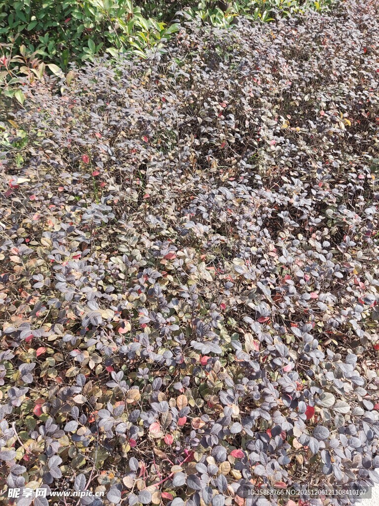 紫叶小檗植物景观