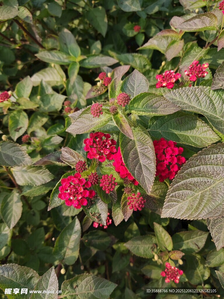 绿叶间的簇簇红花朵