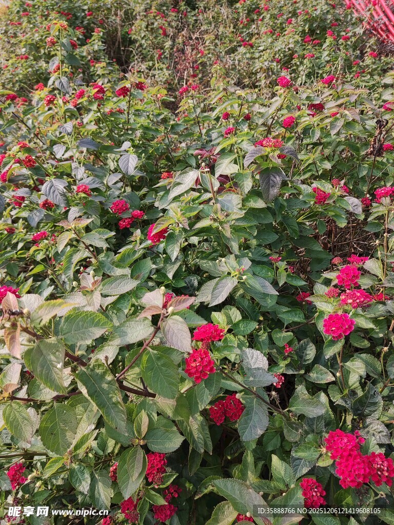 繁花似锦的玫瑰种植园