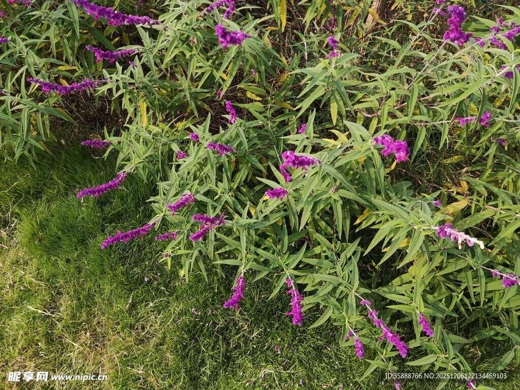 紫色花卉植物特写