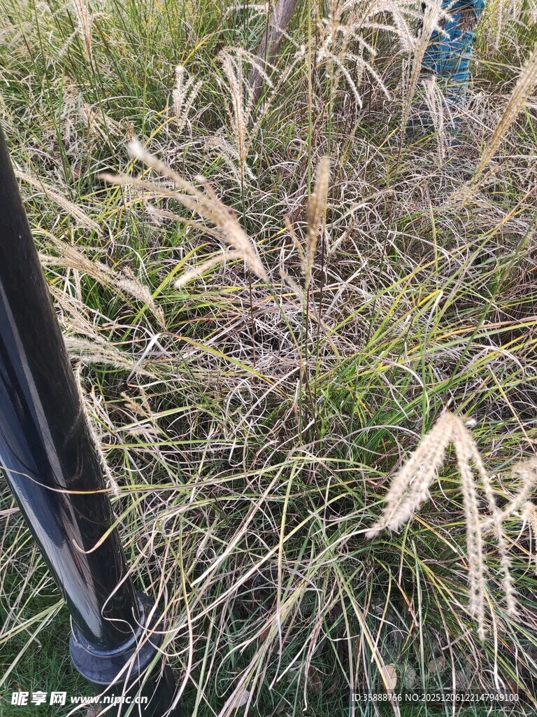 户外草丛中的黑色物体