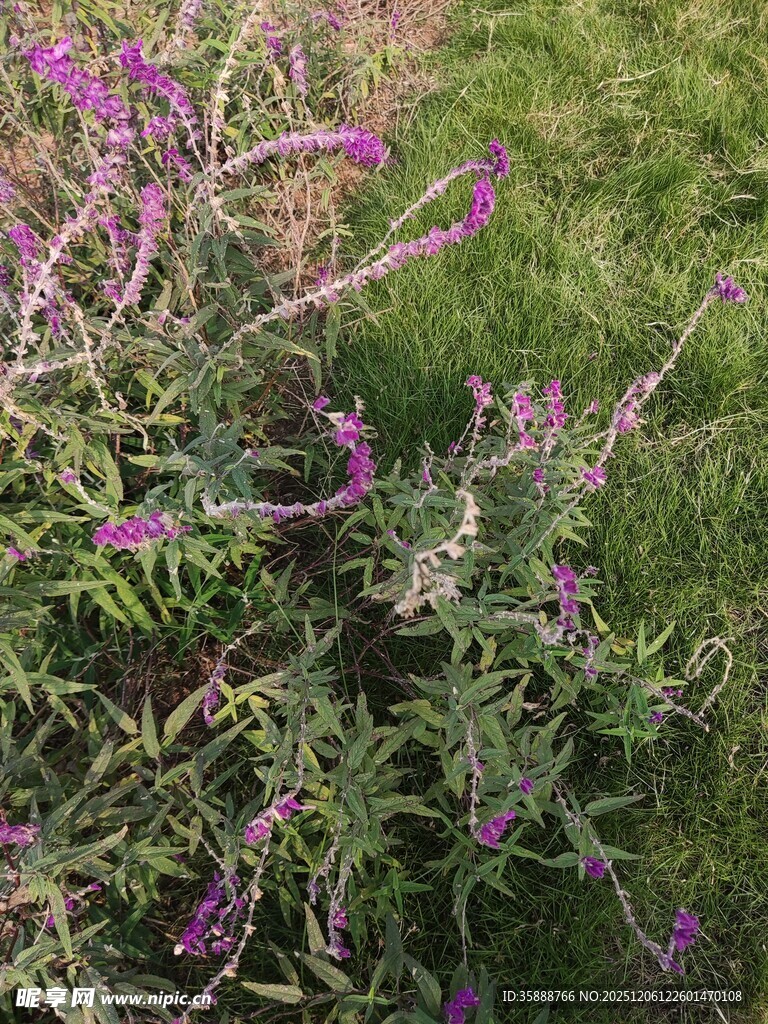 紫色野花绽放于绿草地