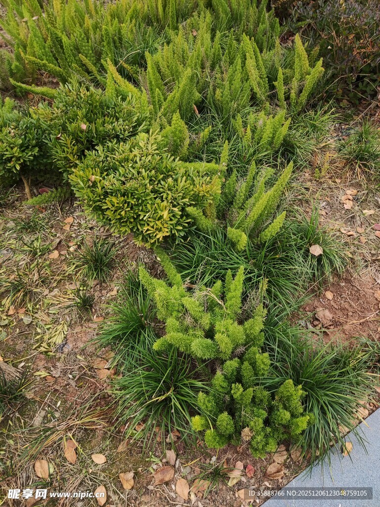 翠绿小松树苗生机盎然