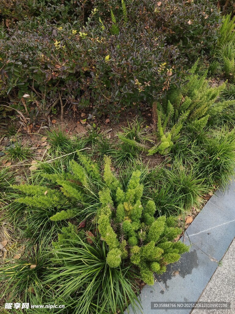 路边翠绿繁茂的丛生植物