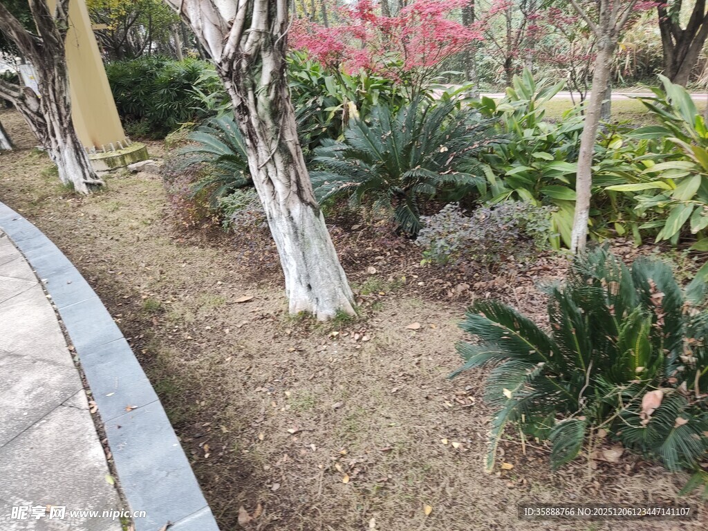 园林景观中的多样植物