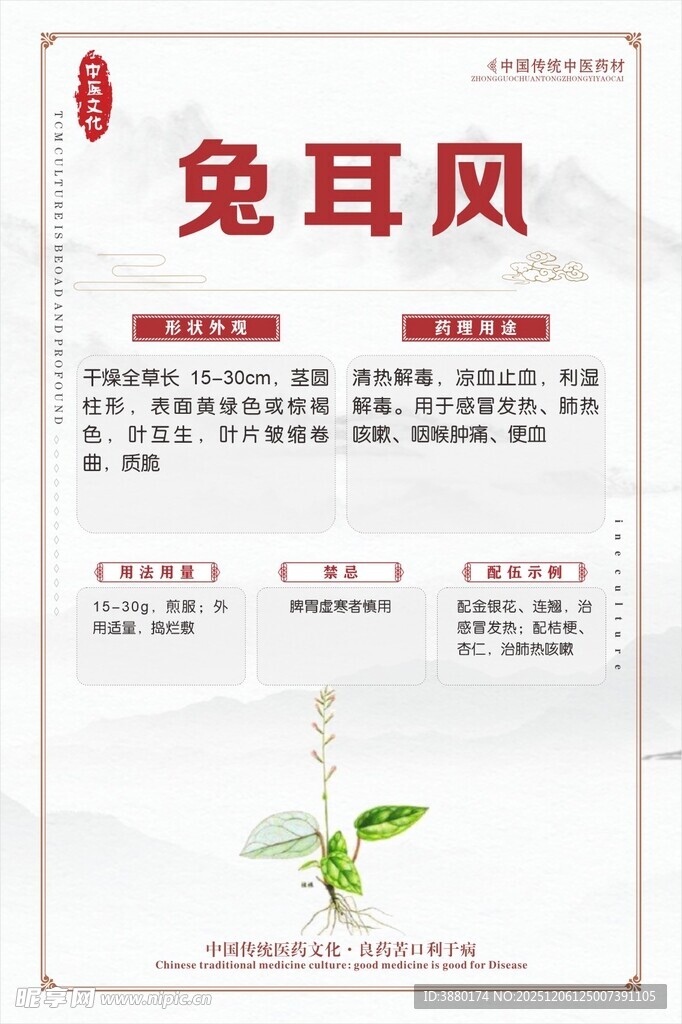 兔耳风中药材介绍