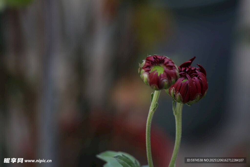 深红色菊花 含苞欲放