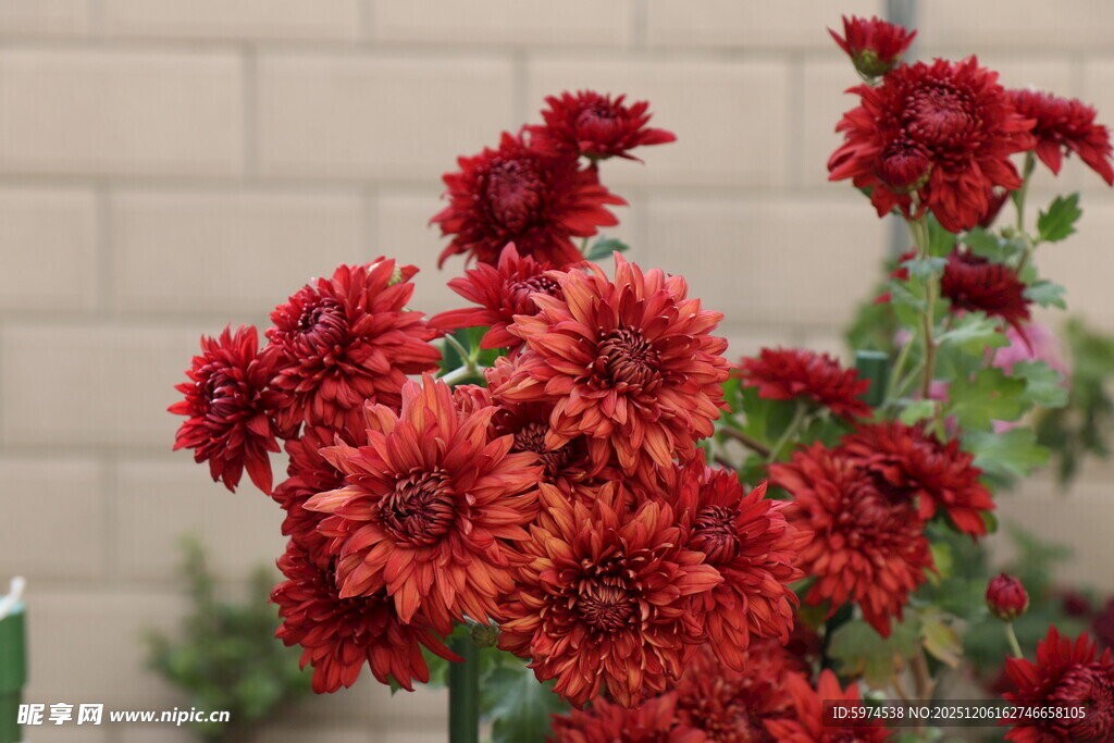 鲜艳红色菊花绽放