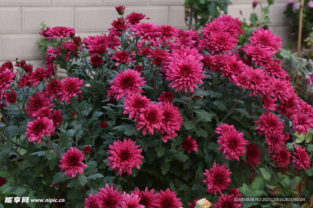 艳丽盛放的紫红色菊花