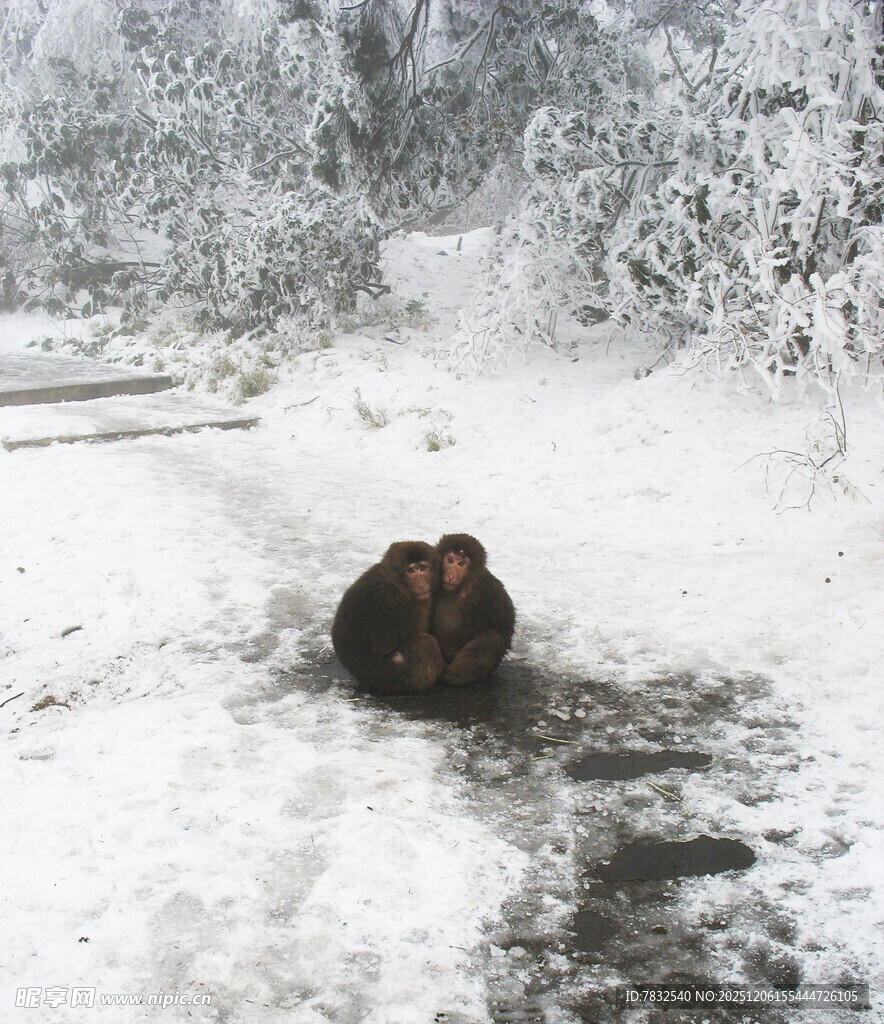 峨嵋山的冬天两只拥抱的猴子