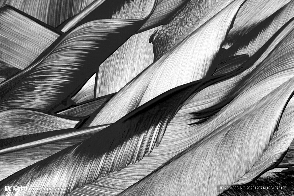 黑白羽毛纹理特写