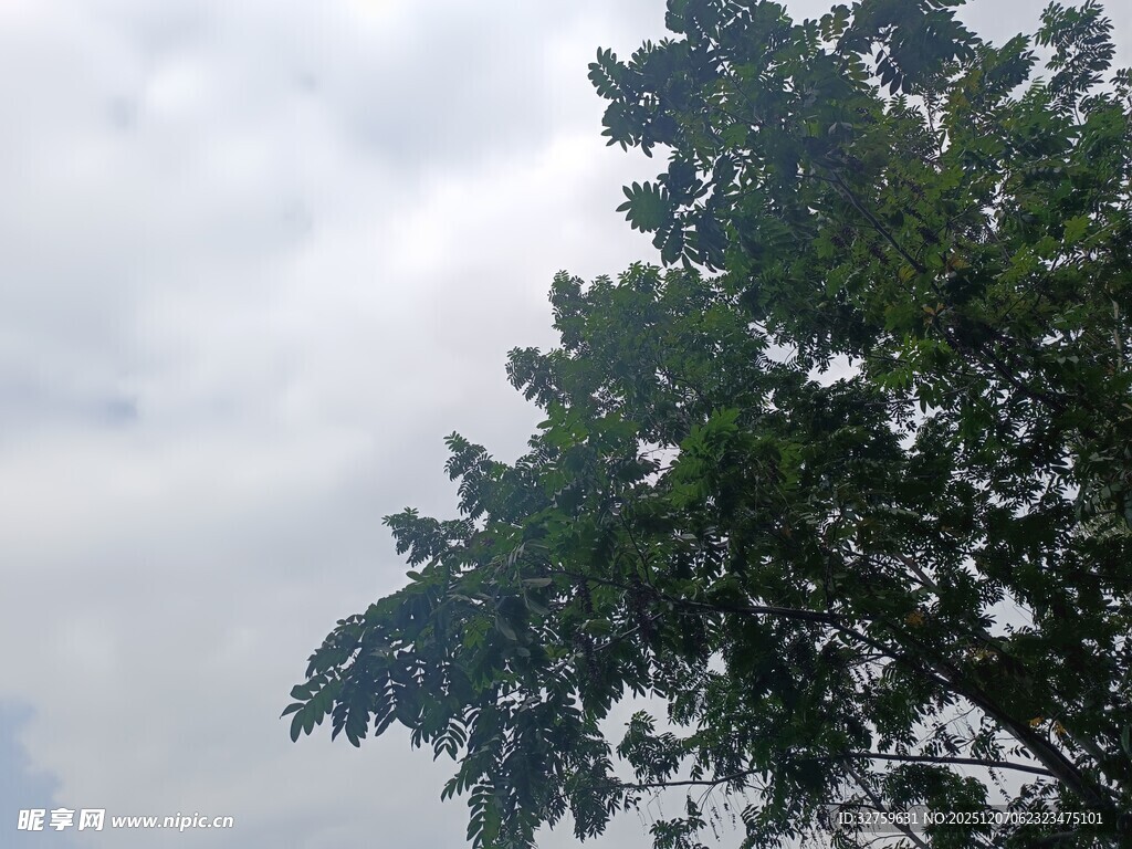 仰视天空下的繁茂绿树