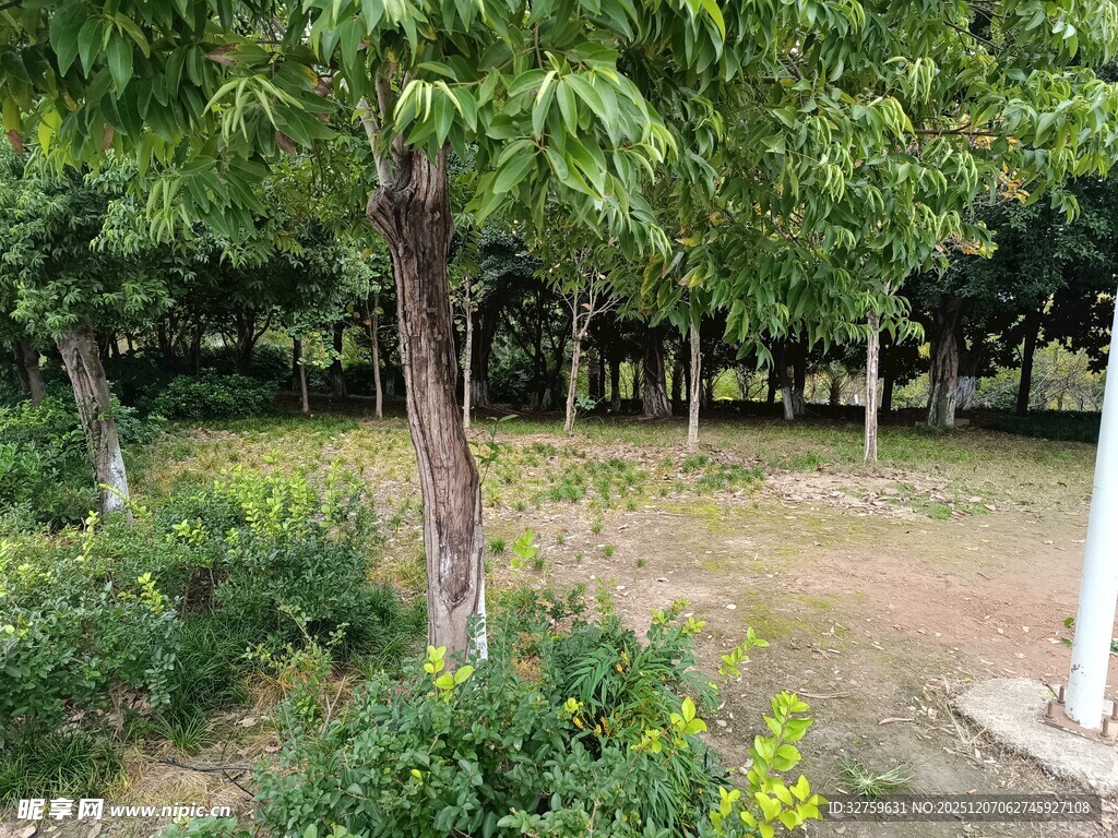 绿树成荫的户外景致