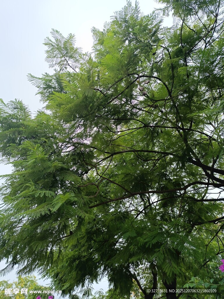 茂盛绿树展现自然生机