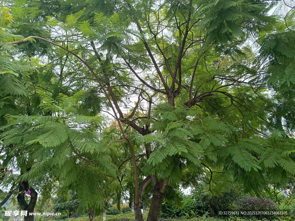 繁茂绿树展现自然生机