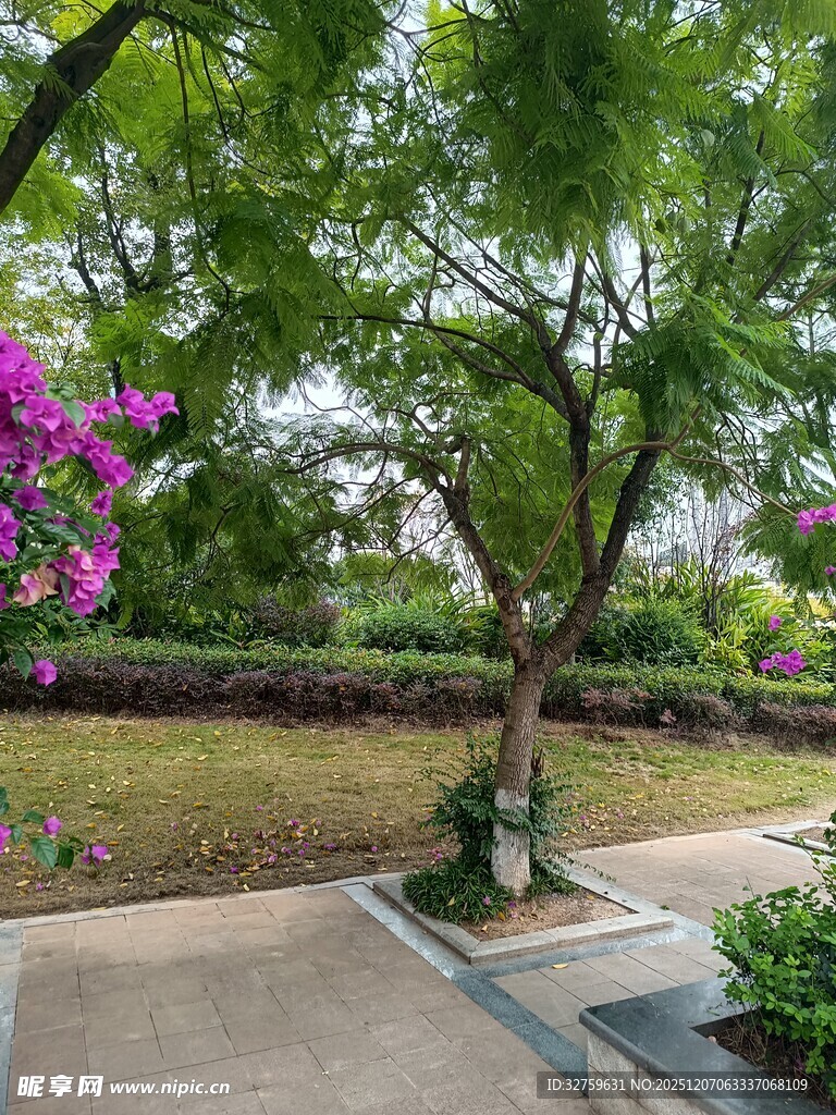 公园中繁花绿树景致