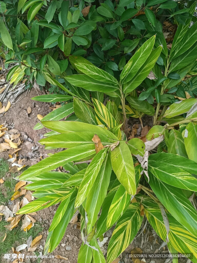 翠绿丛生的阔叶植物