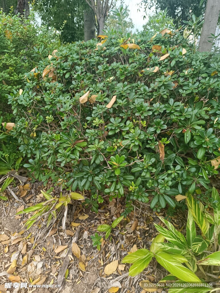 绿叶繁茂的灌木丛