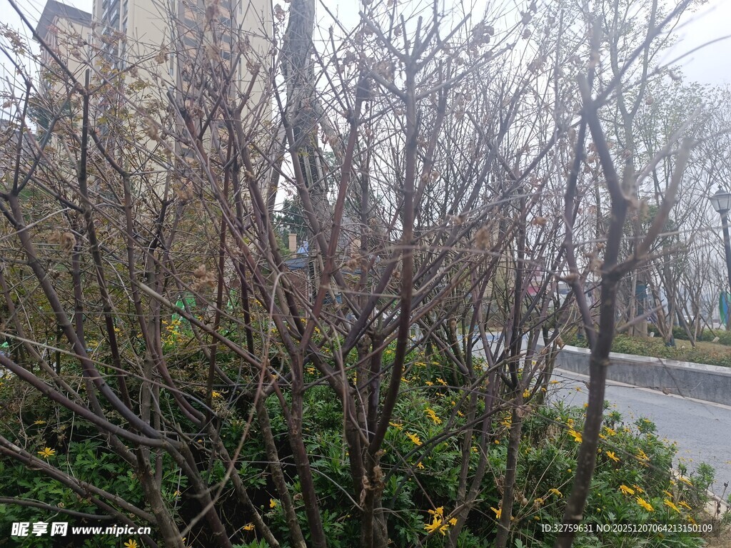 雾中萧瑟树木与道路景观