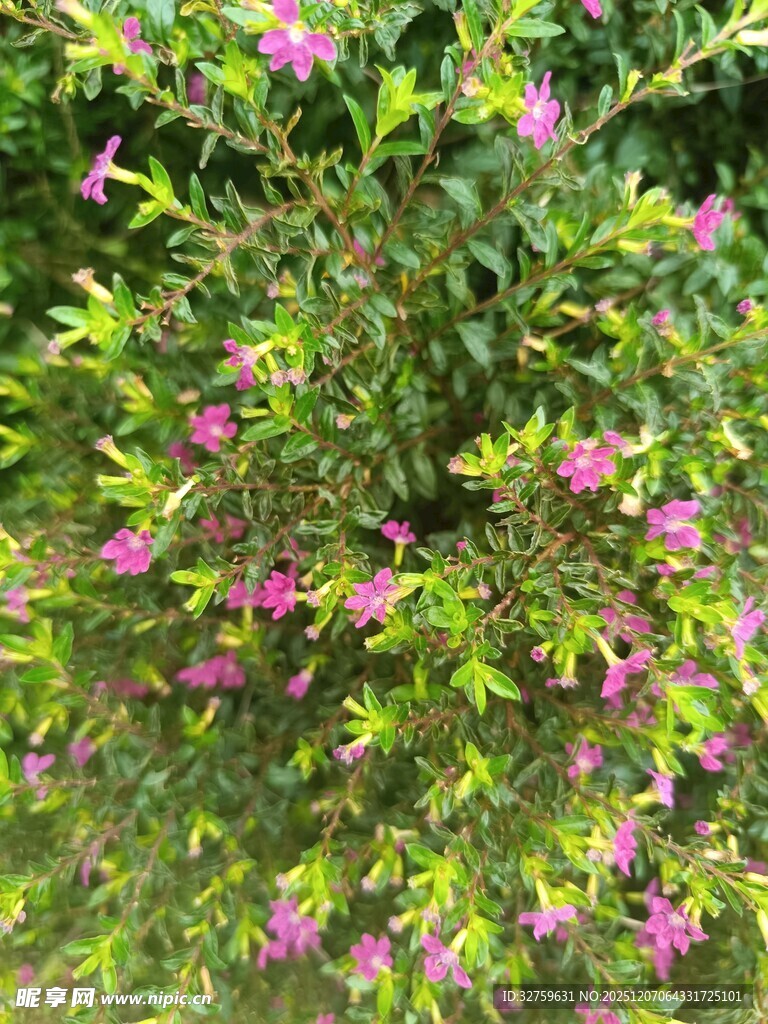 盛开的粉色花丛