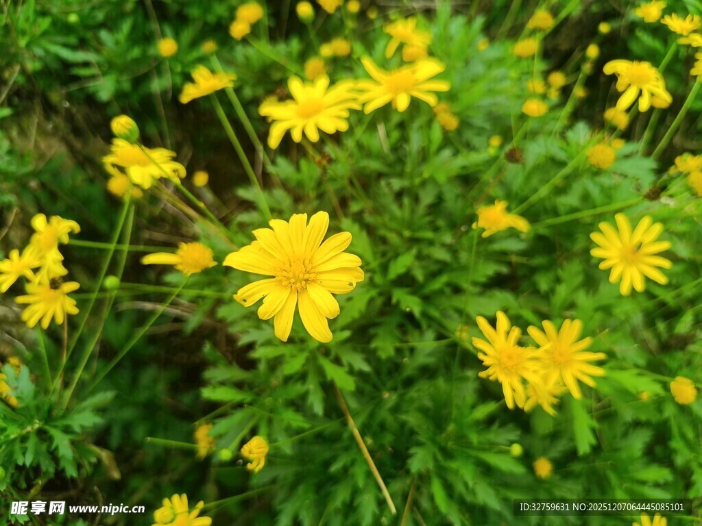 金黄小花绽放绿意间
