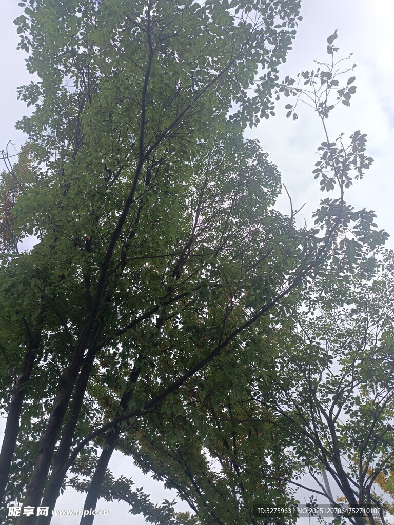 仰视茂密绿树树冠