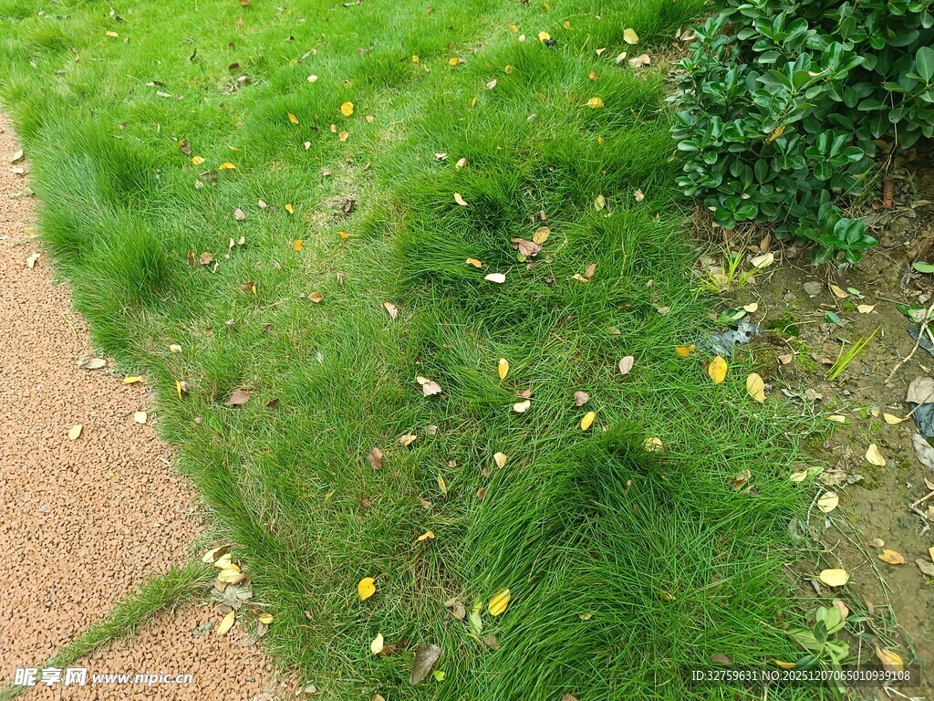 小径旁绿草间点缀小花