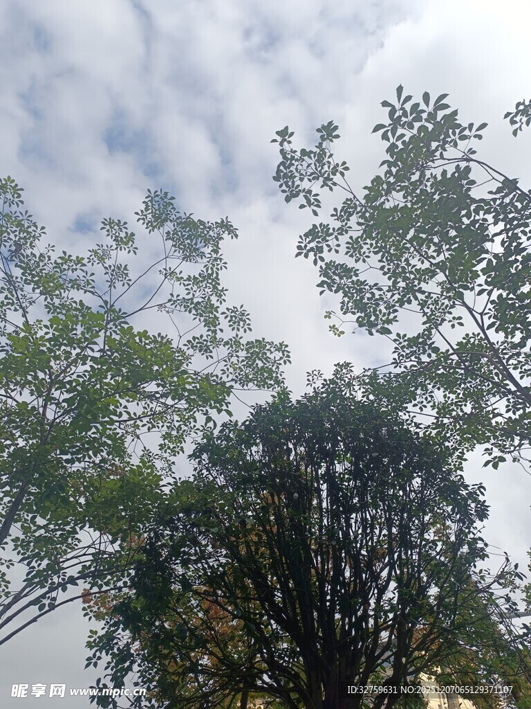 仰视绿树与天空的景致