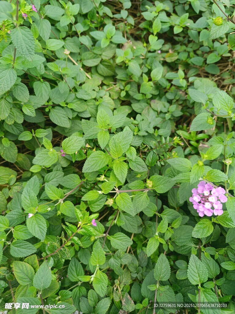 绿叶丛中一朵粉花绽放