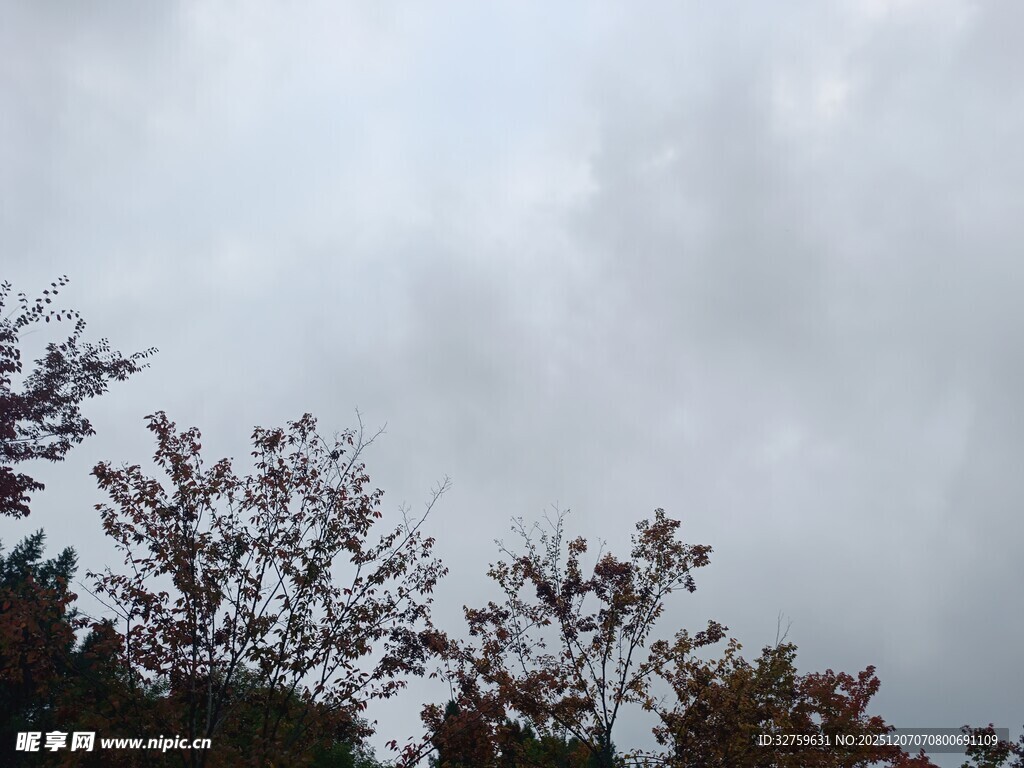 阴天中的树梢