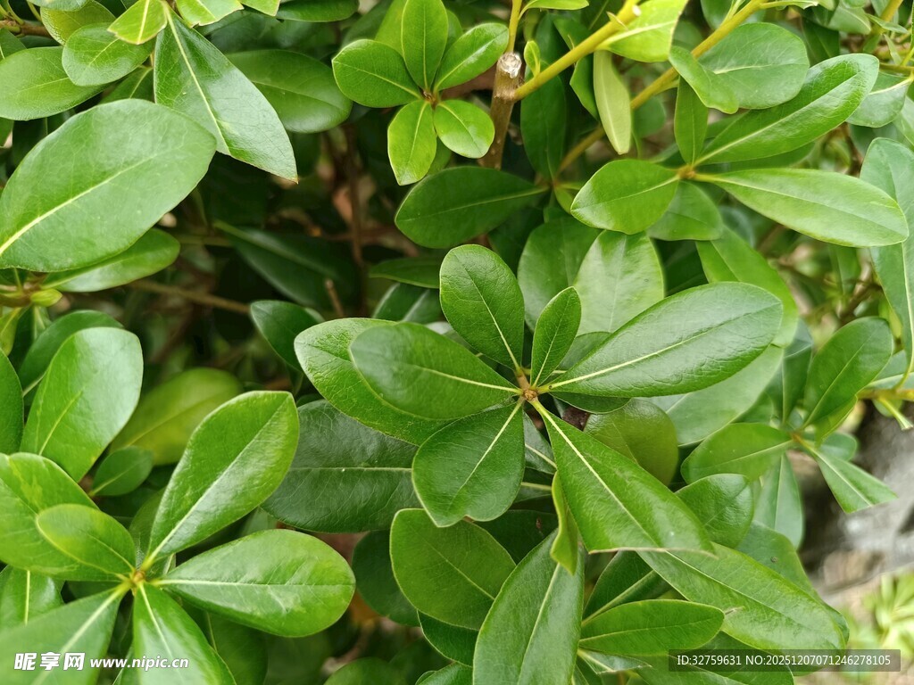 翠绿繁茂的绿叶植物