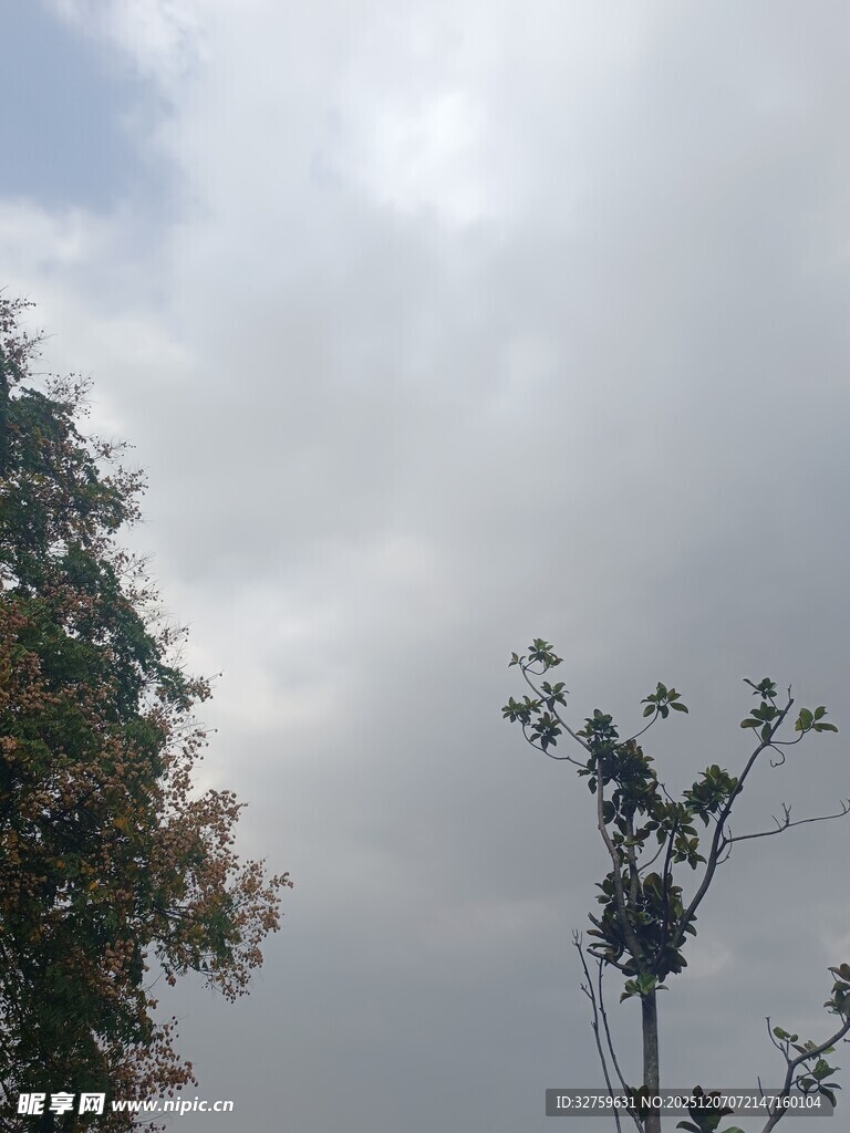 天空下的树木景致